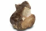 Fossil Plesiosaur Cervical Vertebra - Asfla, Morocco #334610-1